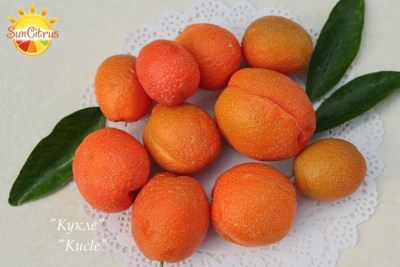 Kule 8 - 